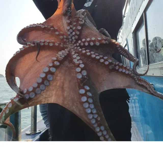 한솔77남