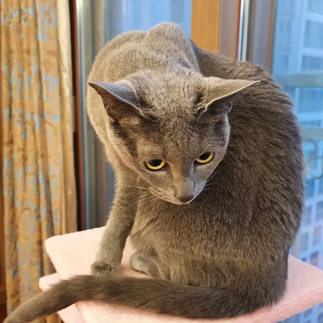오롱