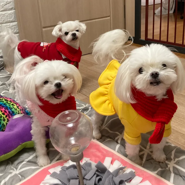 오베비