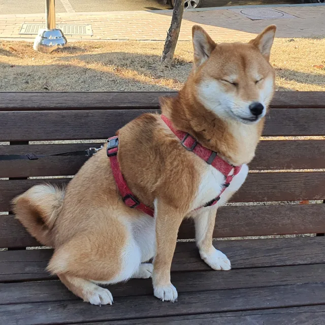 꼬몽맘