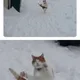 불당동호랭이