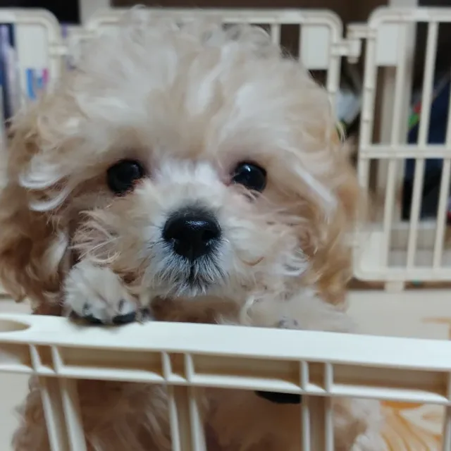 럭키맘
