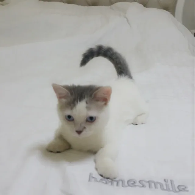 몽이맘
