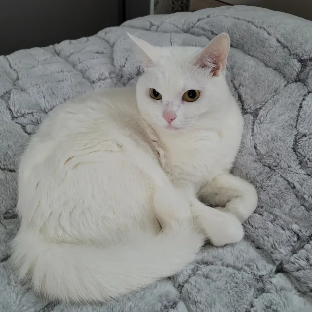 괭이