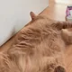몽실이