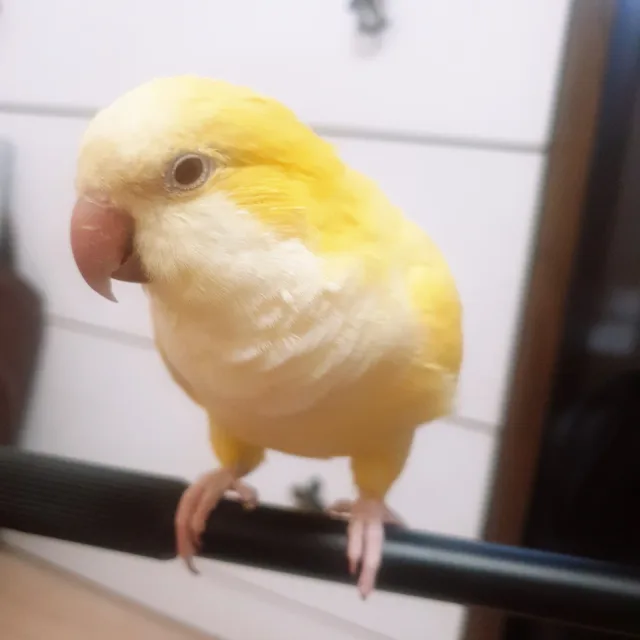 엥이