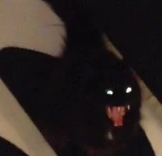 광포한고양이