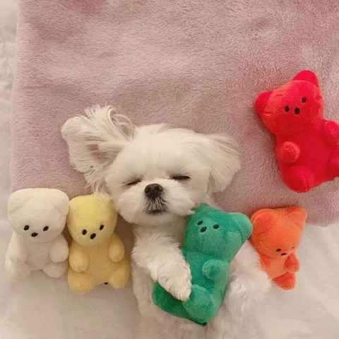 당끈