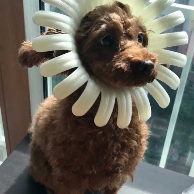 보리건빵