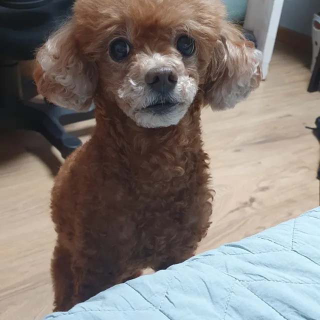 우앙