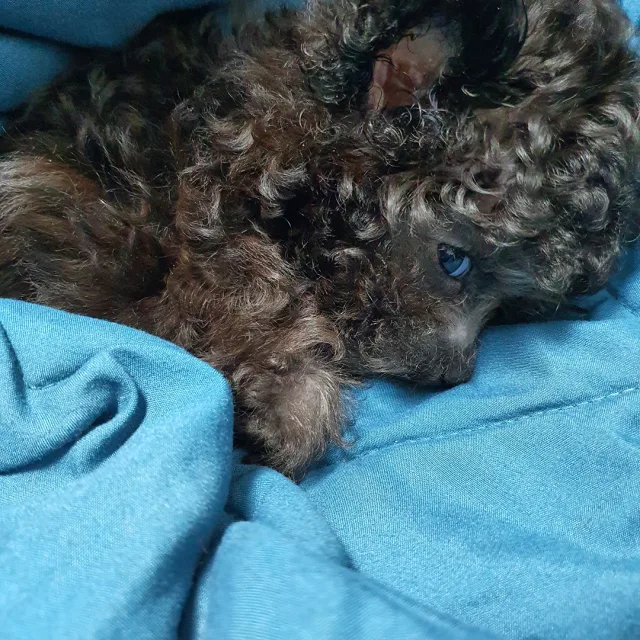 헬루루
