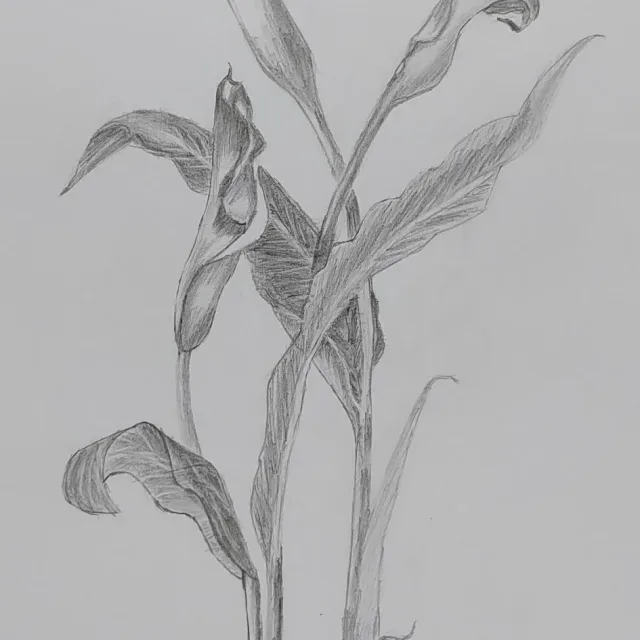 파초