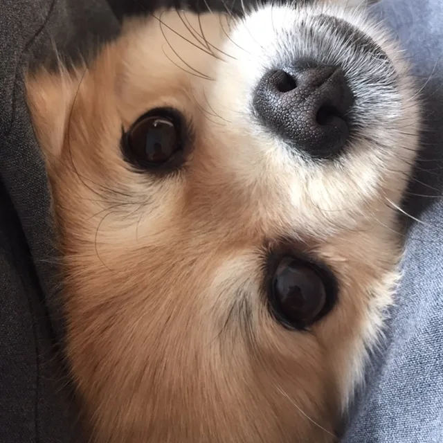 개누렁