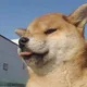 쿨피스