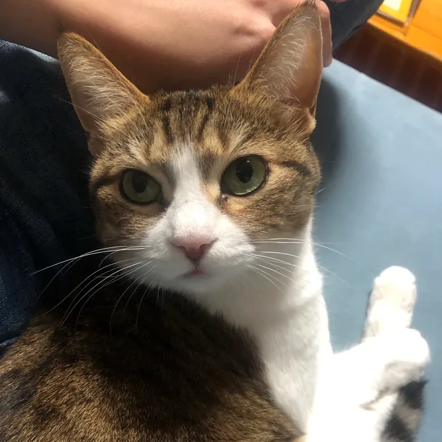 분홍사이다