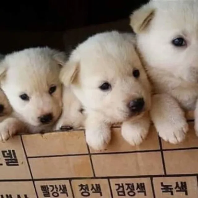 에이사이트