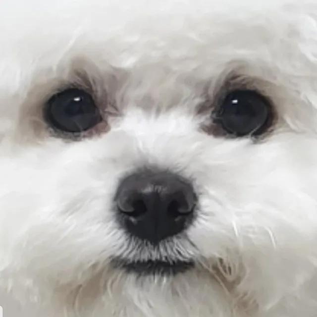 눈누냣냐