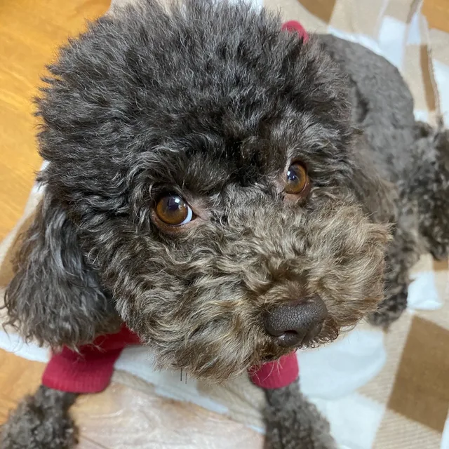 별이아빠