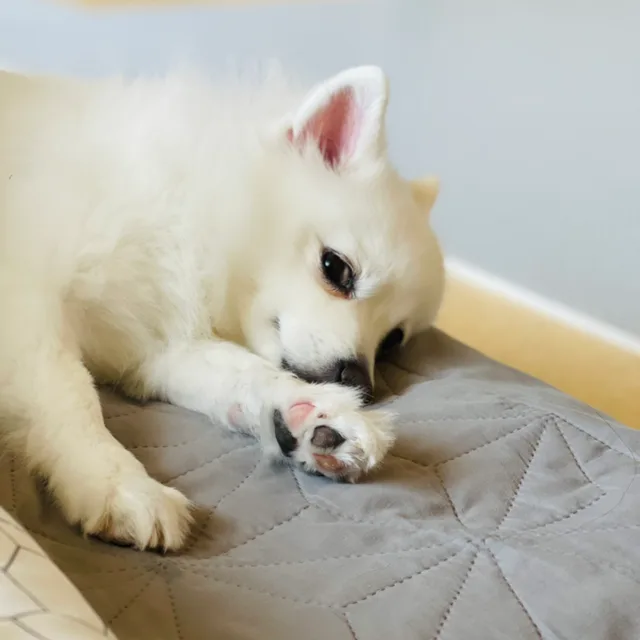 망고S2