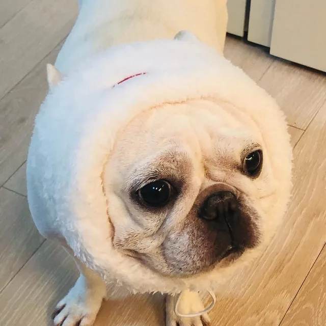왕궁뎅
