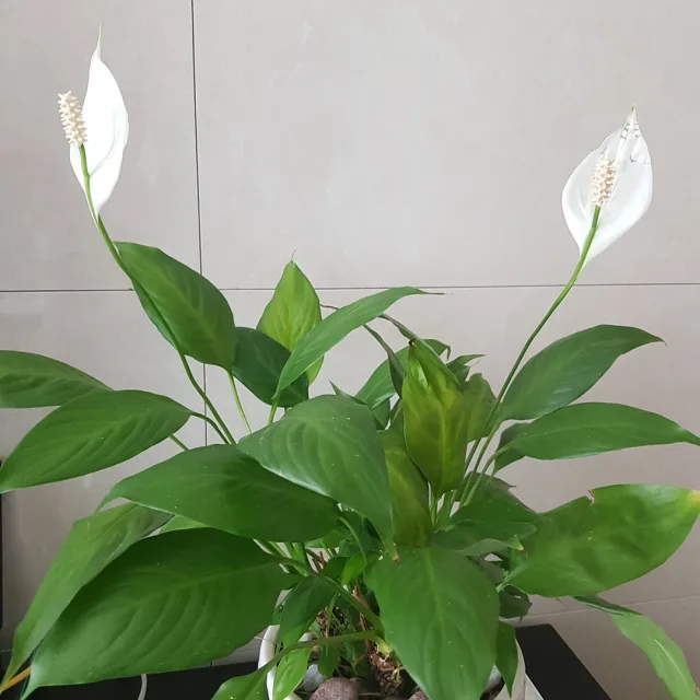 조은생각