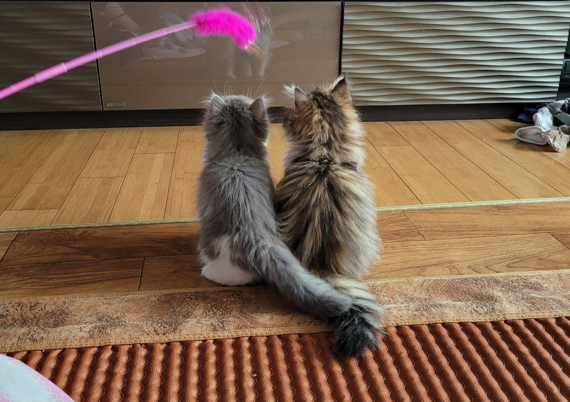마롱마롱