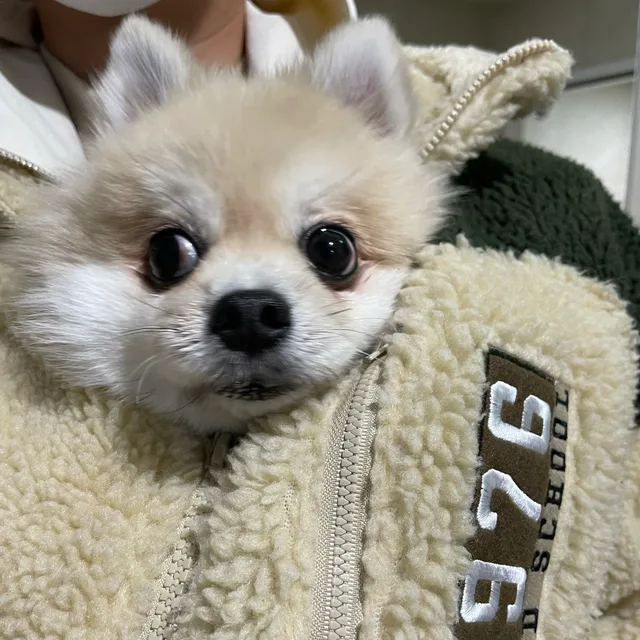 티모