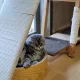 루다
