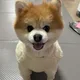 카세뜨