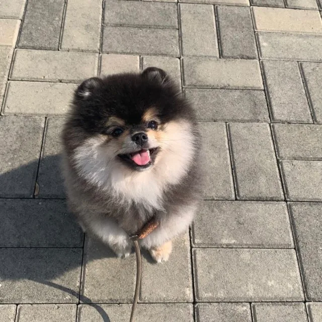 심드렁드르렁