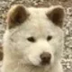 너구리12