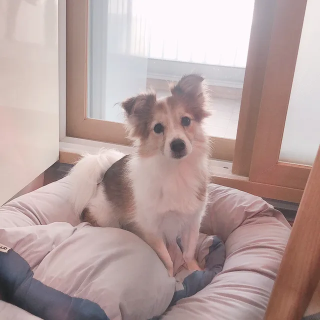 폴이