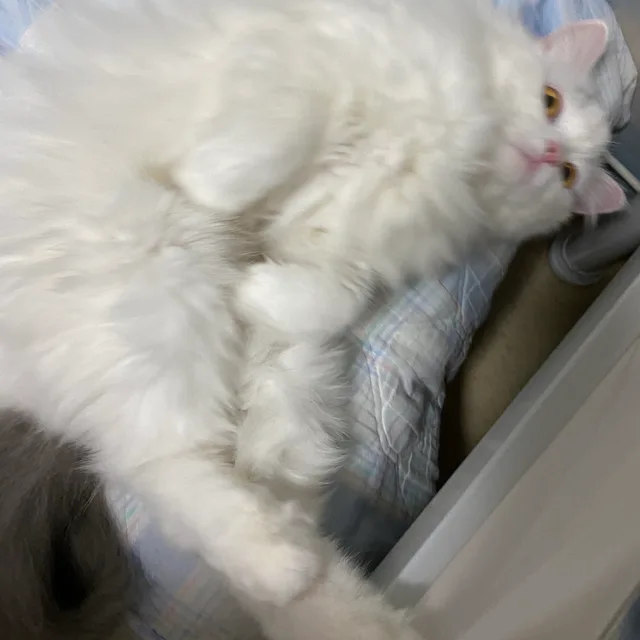 당근캐로옷