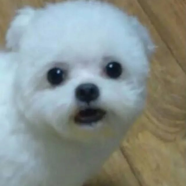 눈뉴