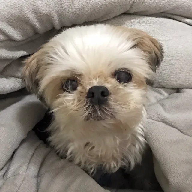 의미
