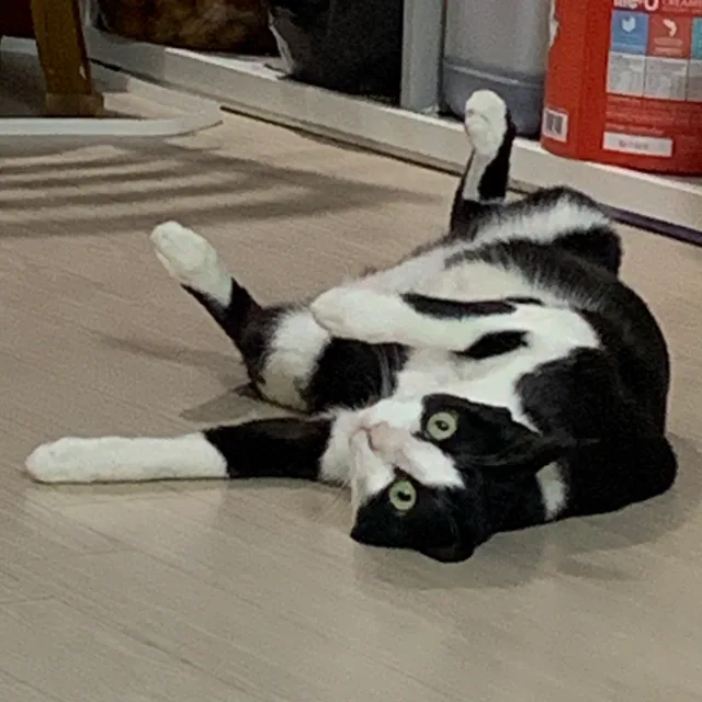 앙앙이