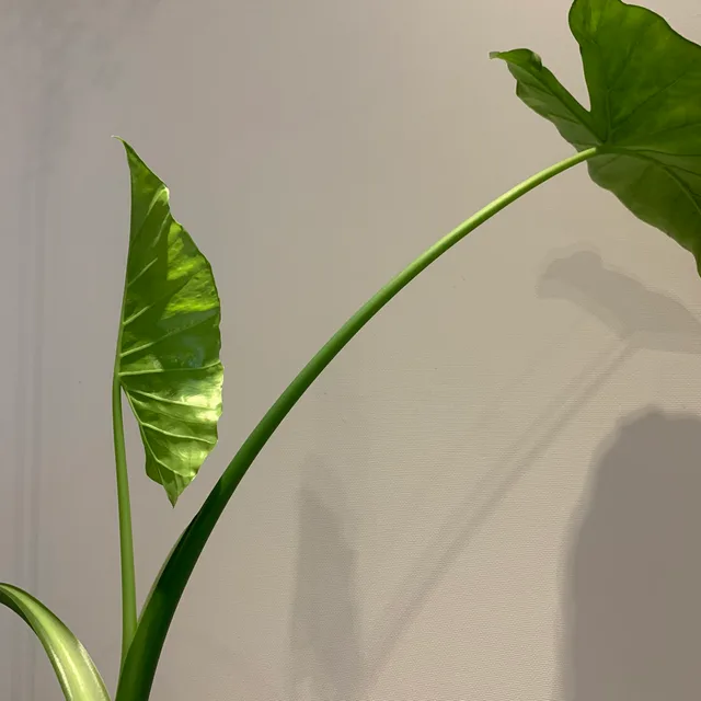 유게리