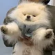 콜라주스
