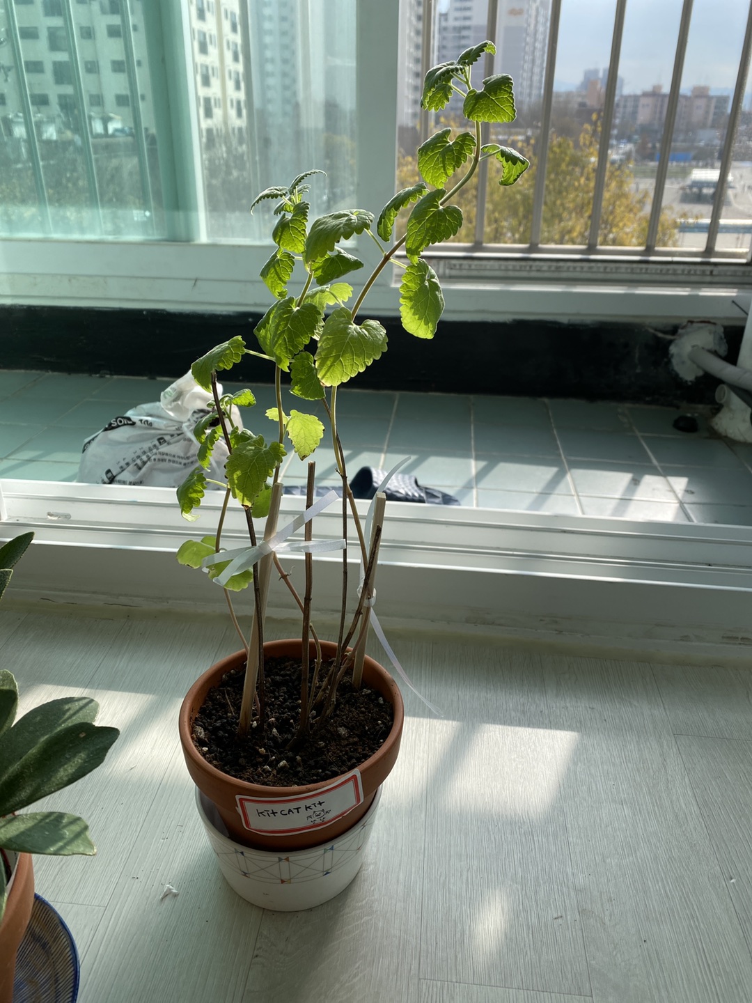 마이아틀리에운정