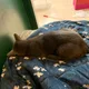 가오니