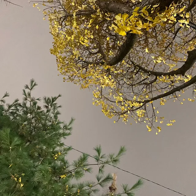 짱구