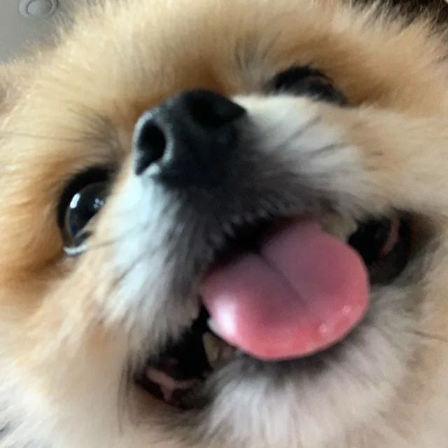 퐁퐁