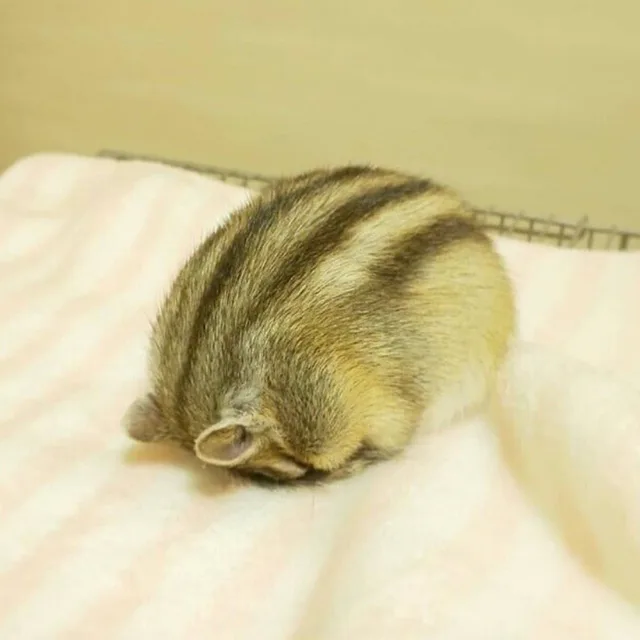 햄햄