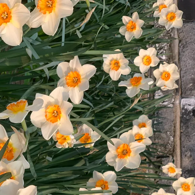 당당군
