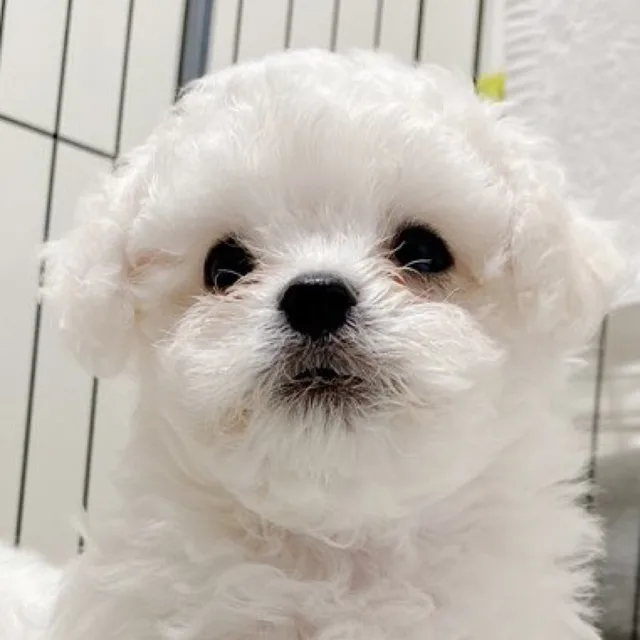 단테주인