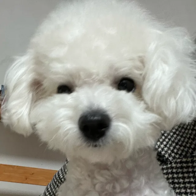 똥보리