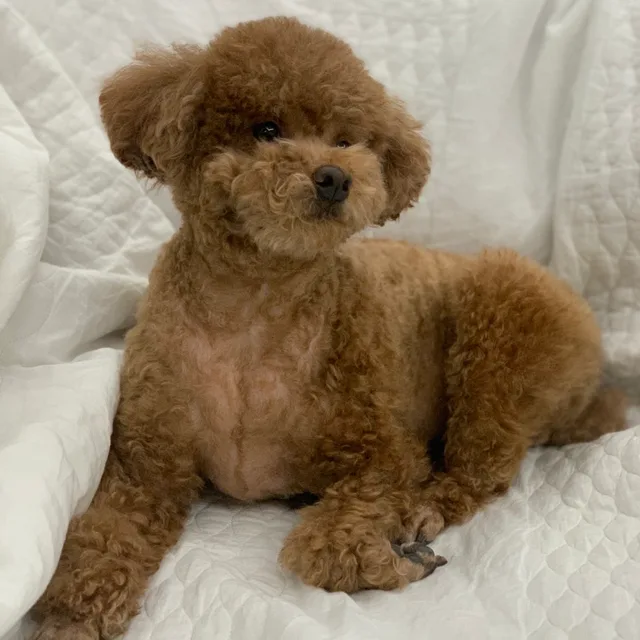 림쇼