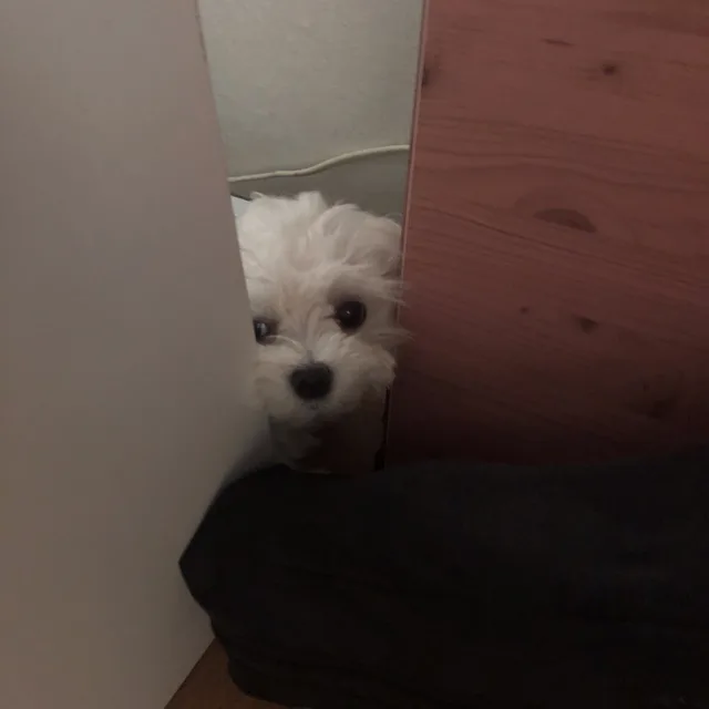 솜이악개