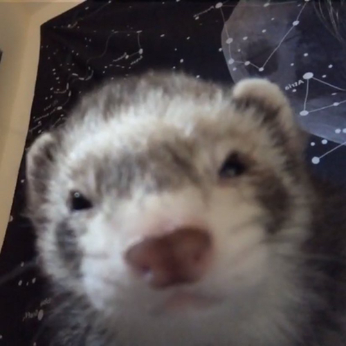 아옹