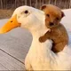 오리댕댕이